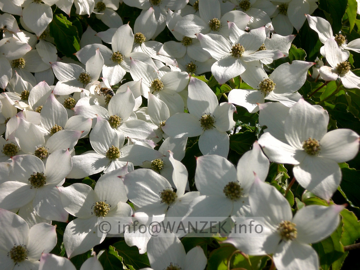 Cornus kousa chinensis - Blueten nah.JPG